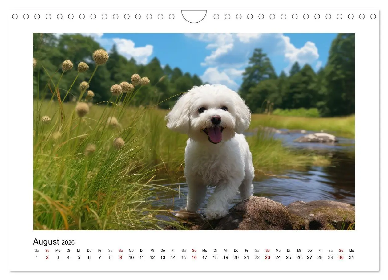 Bild: 9783457354827 | Bichon frisé, weiße Hündchen mit lockigem Haar (Wandkalender 2026...