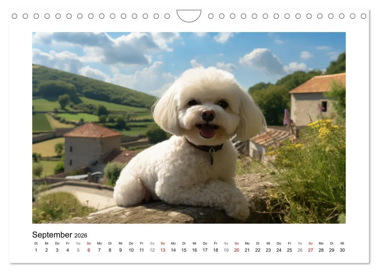 Bild: 9783457354827 | Bichon frisé, weiße Hündchen mit lockigem Haar (Wandkalender 2026...