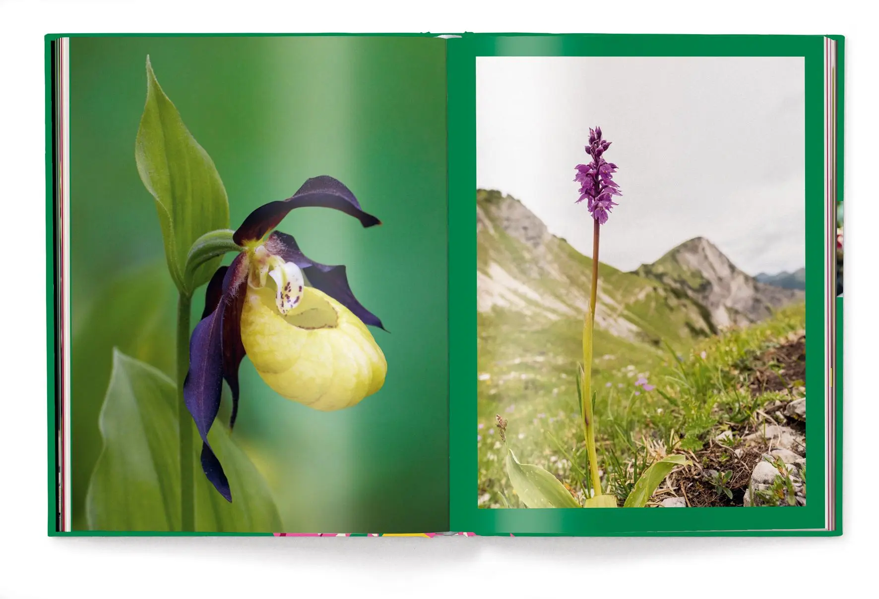 Bild: 9783961714827 | Floramour: Orchideen | FlorAmour | Anja Klaffenbach | Buch | 208 S.