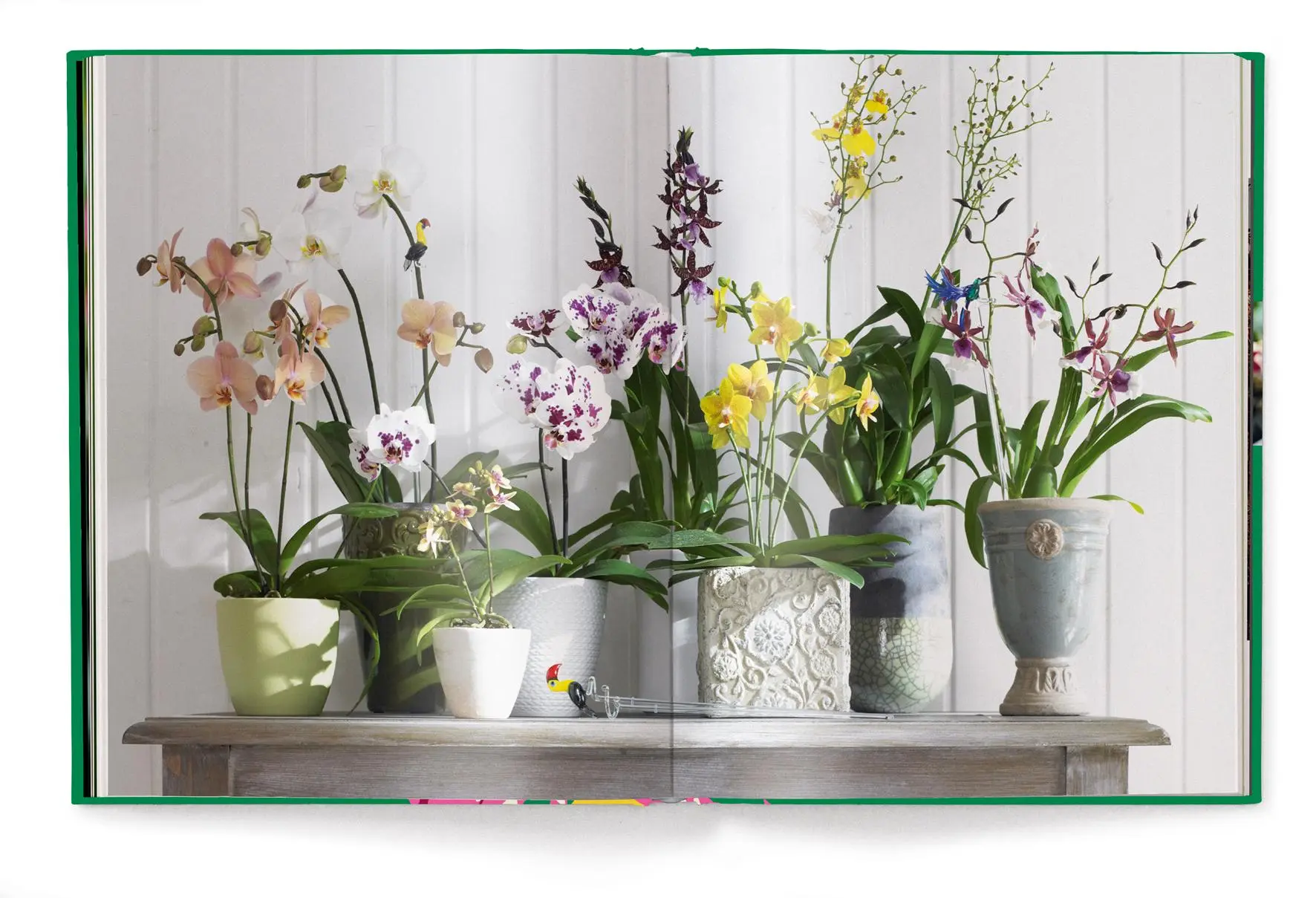 Bild: 9783961714827 | Floramour: Orchideen | FlorAmour | Anja Klaffenbach | Buch | 208 S.