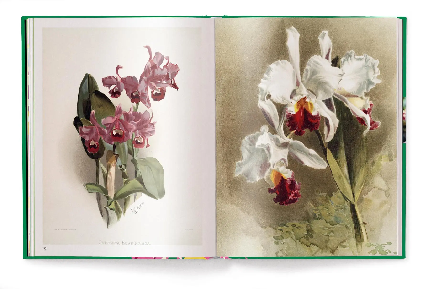 Bild: 9783961714827 | Floramour: Orchideen | FlorAmour | Anja Klaffenbach | Buch | 208 S.