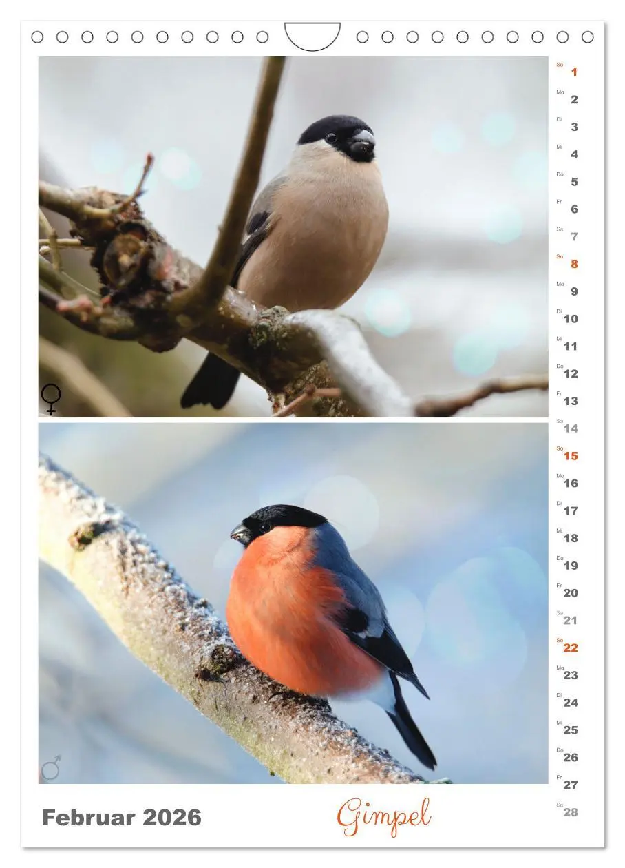 Bild: 9783516364927 | Vogel-Paare (Wandkalender 2026 DIN A4 hoch), CALVENDO Monatskalender