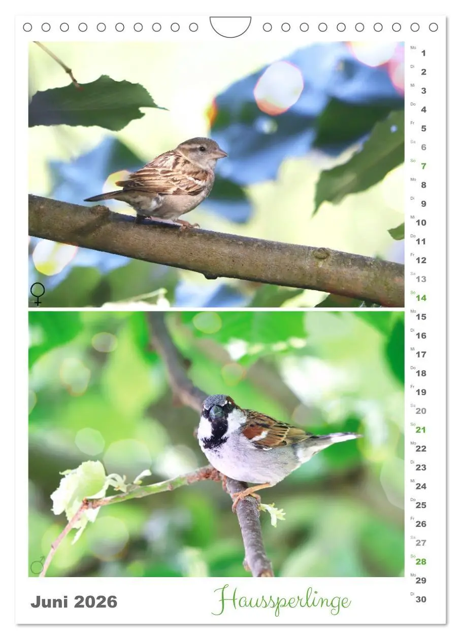Bild: 9783516364927 | Vogel-Paare (Wandkalender 2026 DIN A4 hoch), CALVENDO Monatskalender