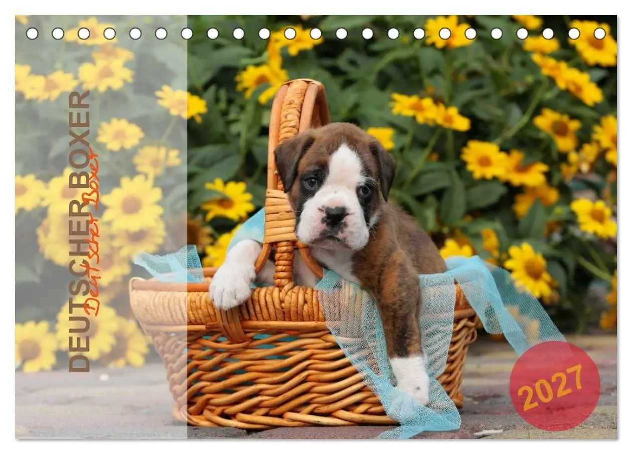 Cover: 9783594225127 | Deutscher Boxer 2027 (Tischkalender 2027 DIN A5 quer), CALVENDO...