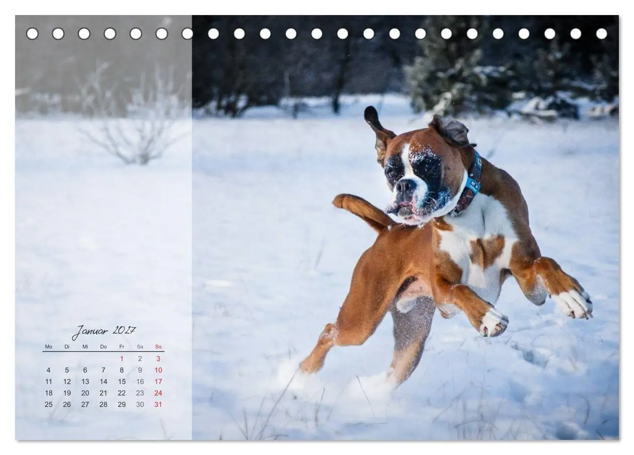 Bild: 9783594225127 | Deutscher Boxer 2027 (Tischkalender 2027 DIN A5 quer), CALVENDO...