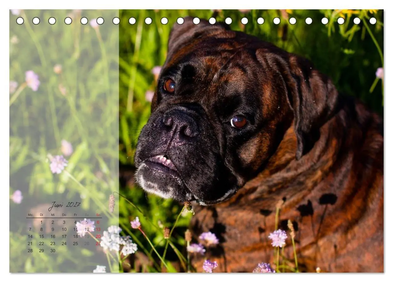 Bild: 9783594225127 | Deutscher Boxer 2027 (Tischkalender 2027 DIN A5 quer), CALVENDO...