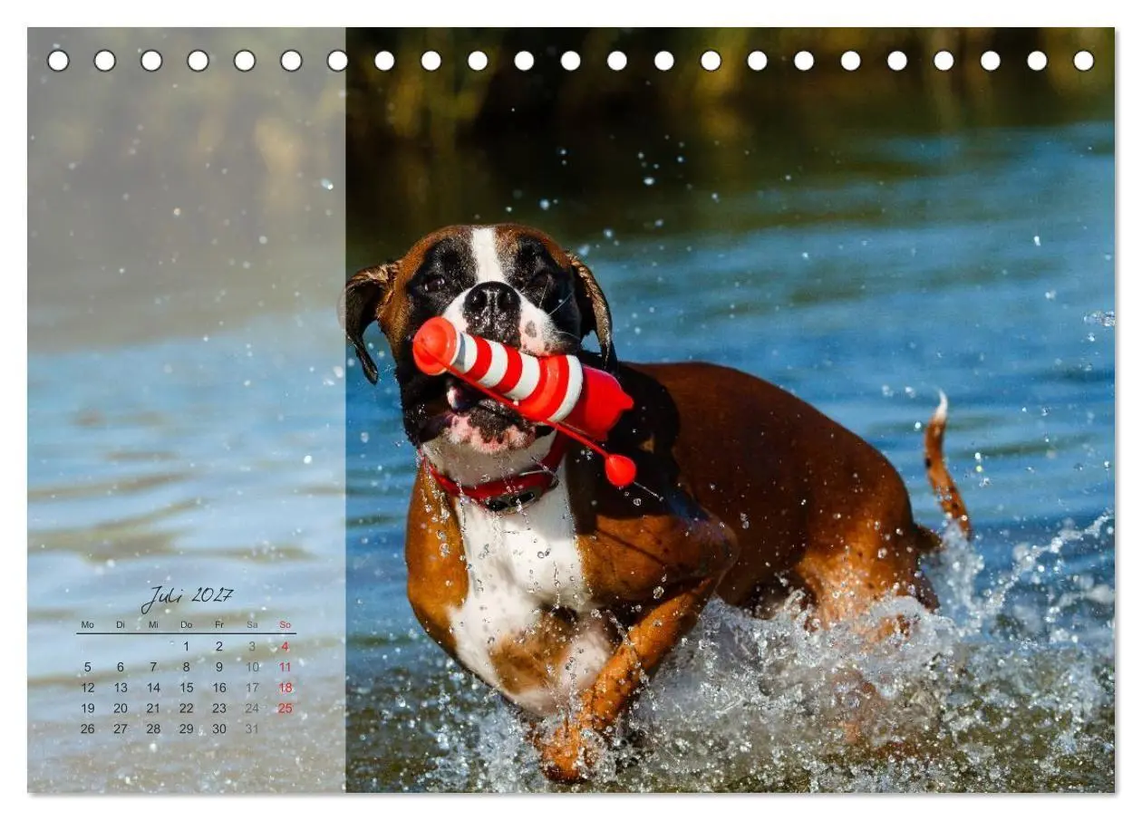 Bild: 9783594225127 | Deutscher Boxer 2027 (Tischkalender 2027 DIN A5 quer), CALVENDO...