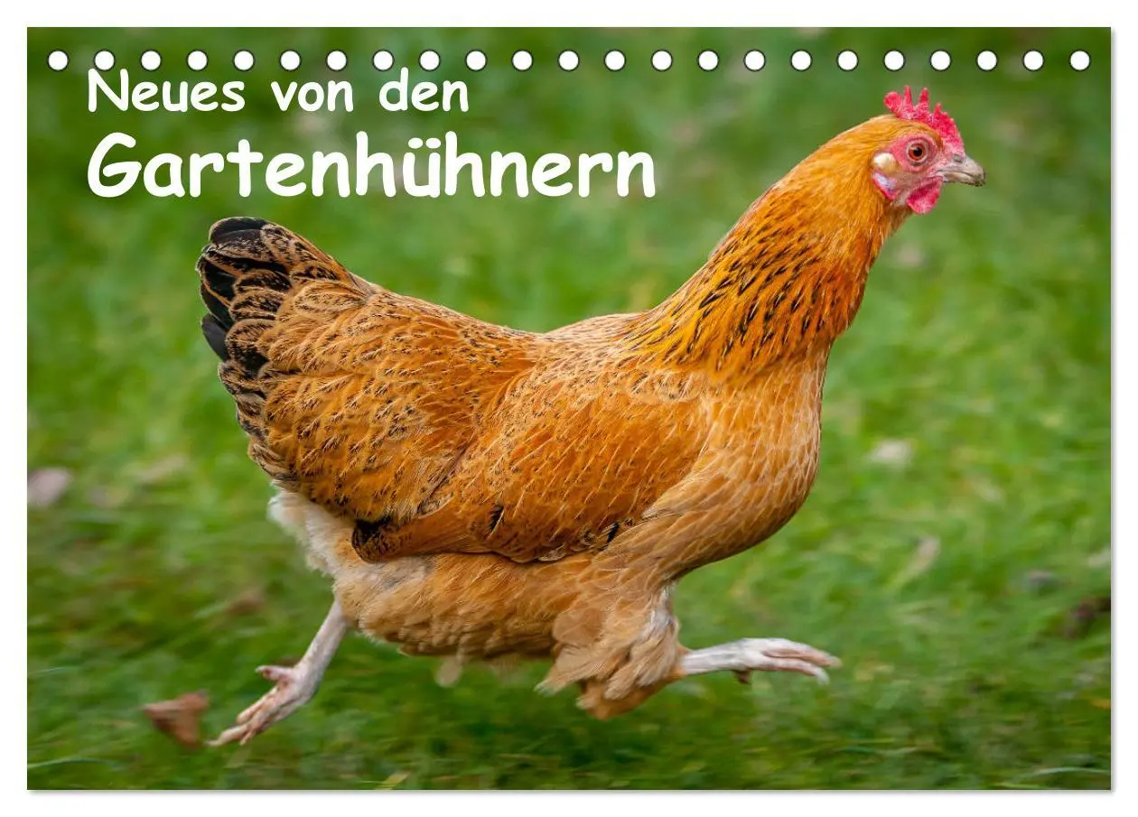 Cover: 9783457905227 | Neues von den Gartenhühnern (Tischkalender 2026 DIN A5 quer),...
