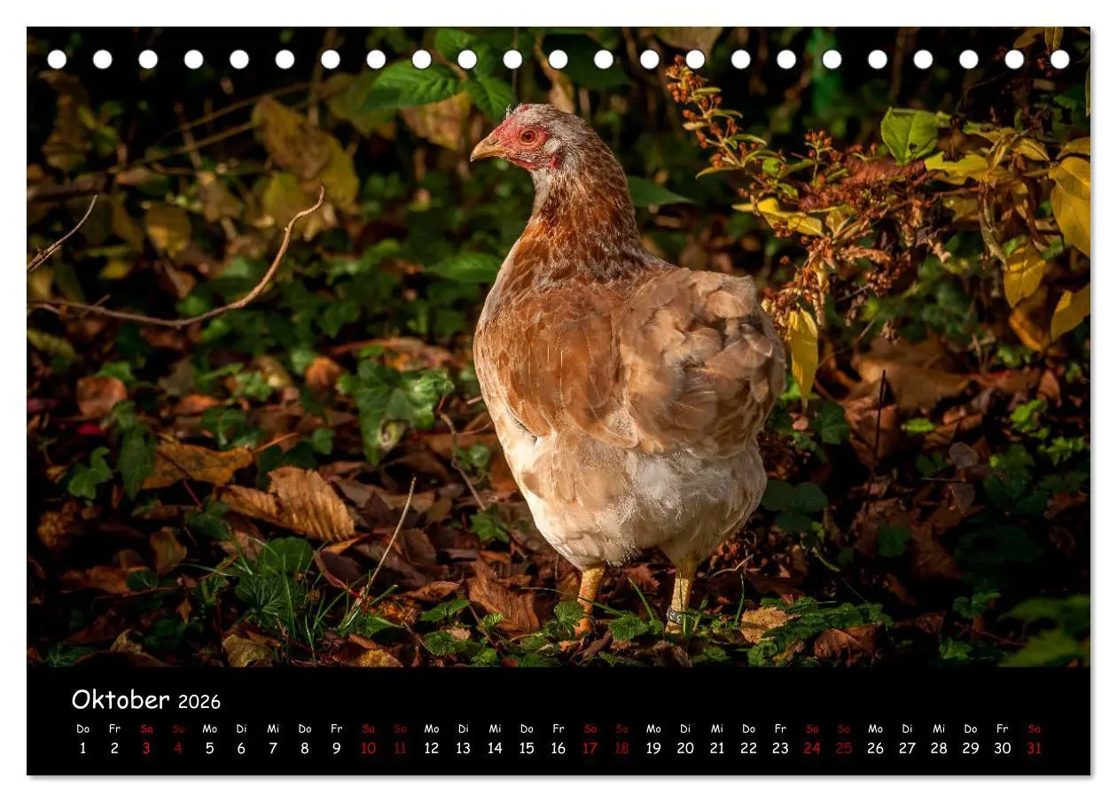 Bild: 9783457905227 | Neues von den Gartenhühnern (Tischkalender 2026 DIN A5 quer),...