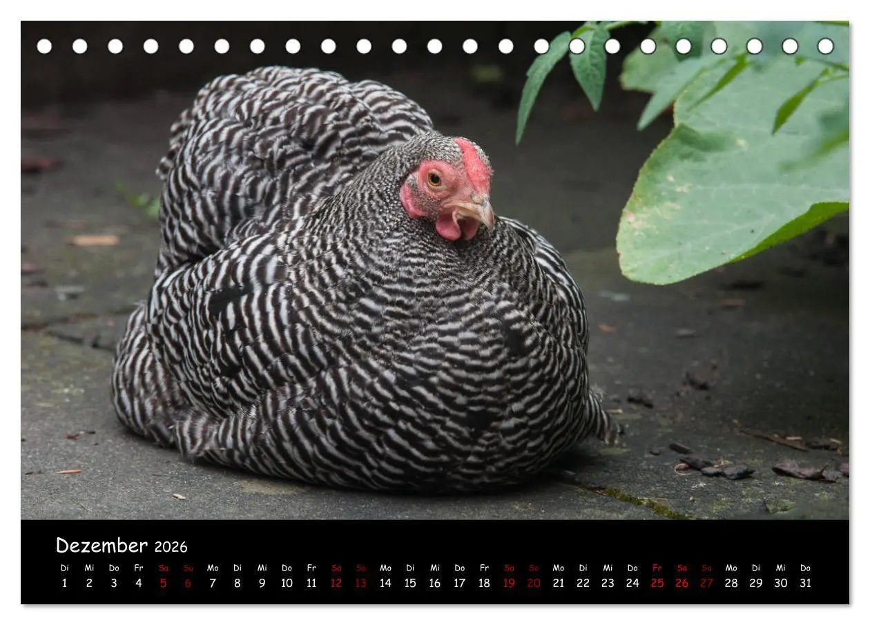 Bild: 9783457905227 | Neues von den Gartenhühnern (Tischkalender 2026 DIN A5 quer),...