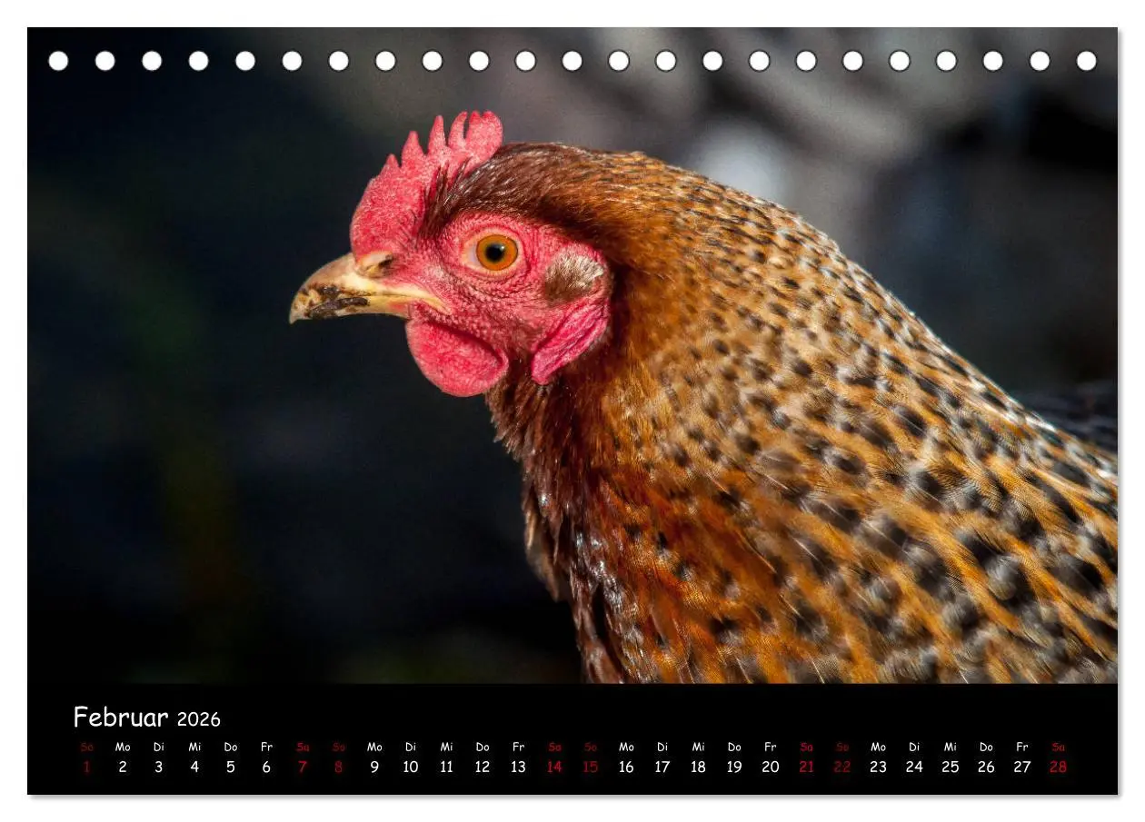 Bild: 9783457905227 | Neues von den Gartenhühnern (Tischkalender 2026 DIN A5 quer),...