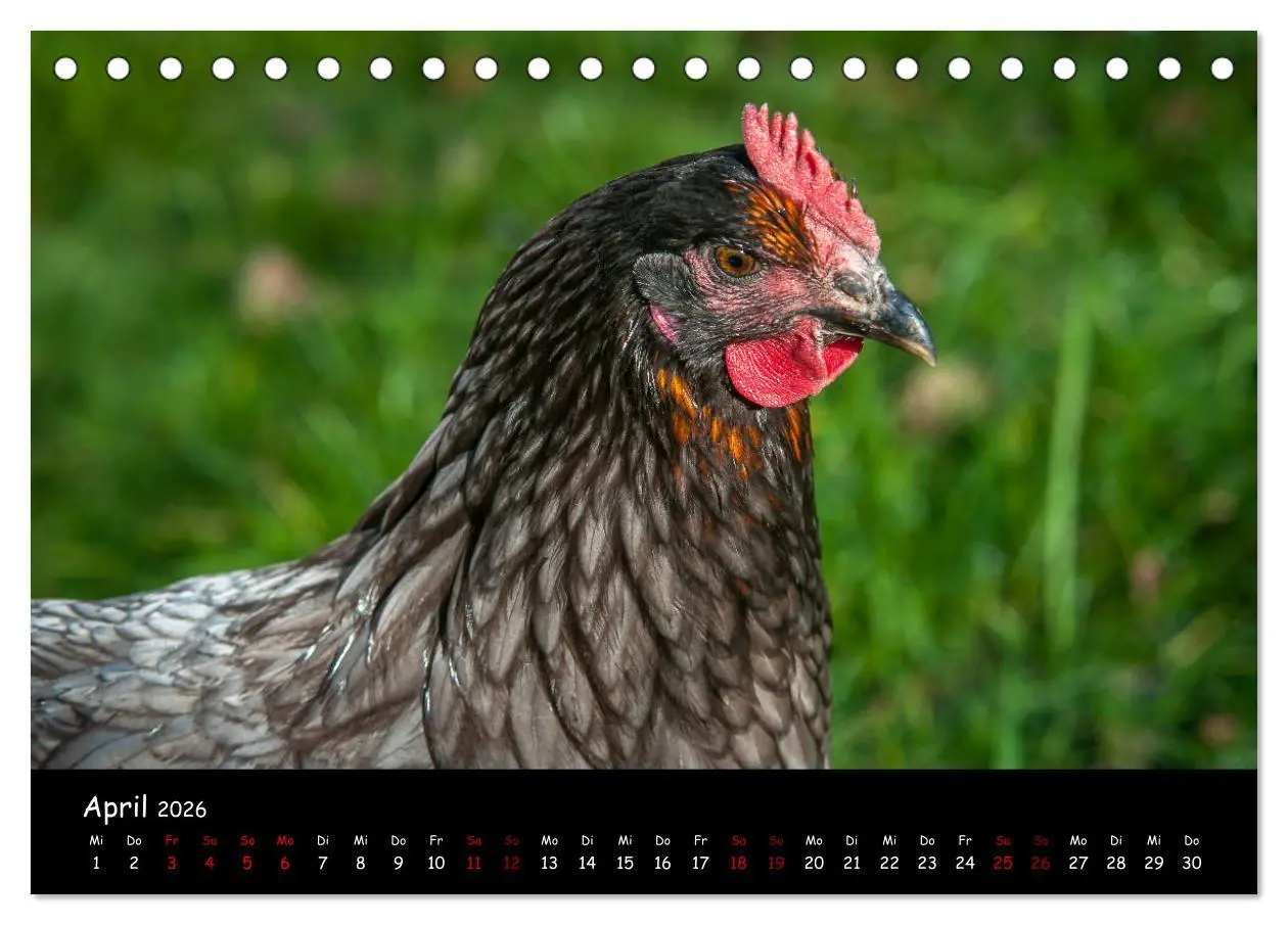 Bild: 9783457905227 | Neues von den Gartenhühnern (Tischkalender 2026 DIN A5 quer),...