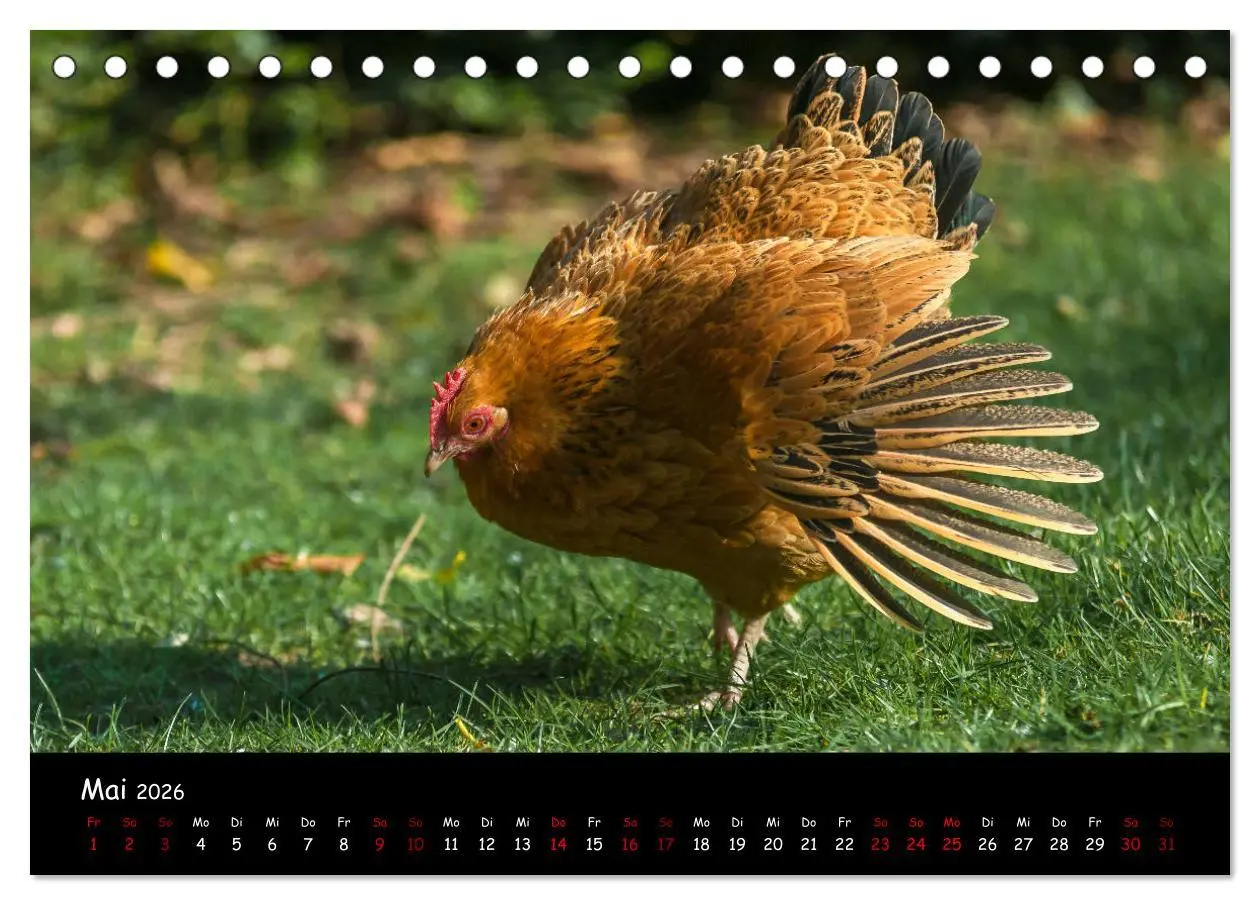Bild: 9783457905227 | Neues von den Gartenhühnern (Tischkalender 2026 DIN A5 quer),...