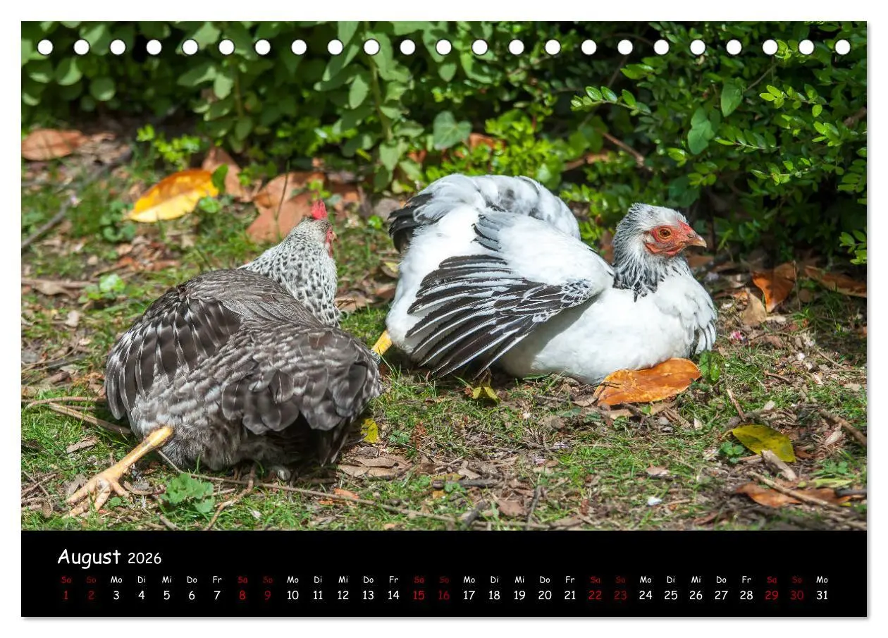 Bild: 9783457905227 | Neues von den Gartenhühnern (Tischkalender 2026 DIN A5 quer),...