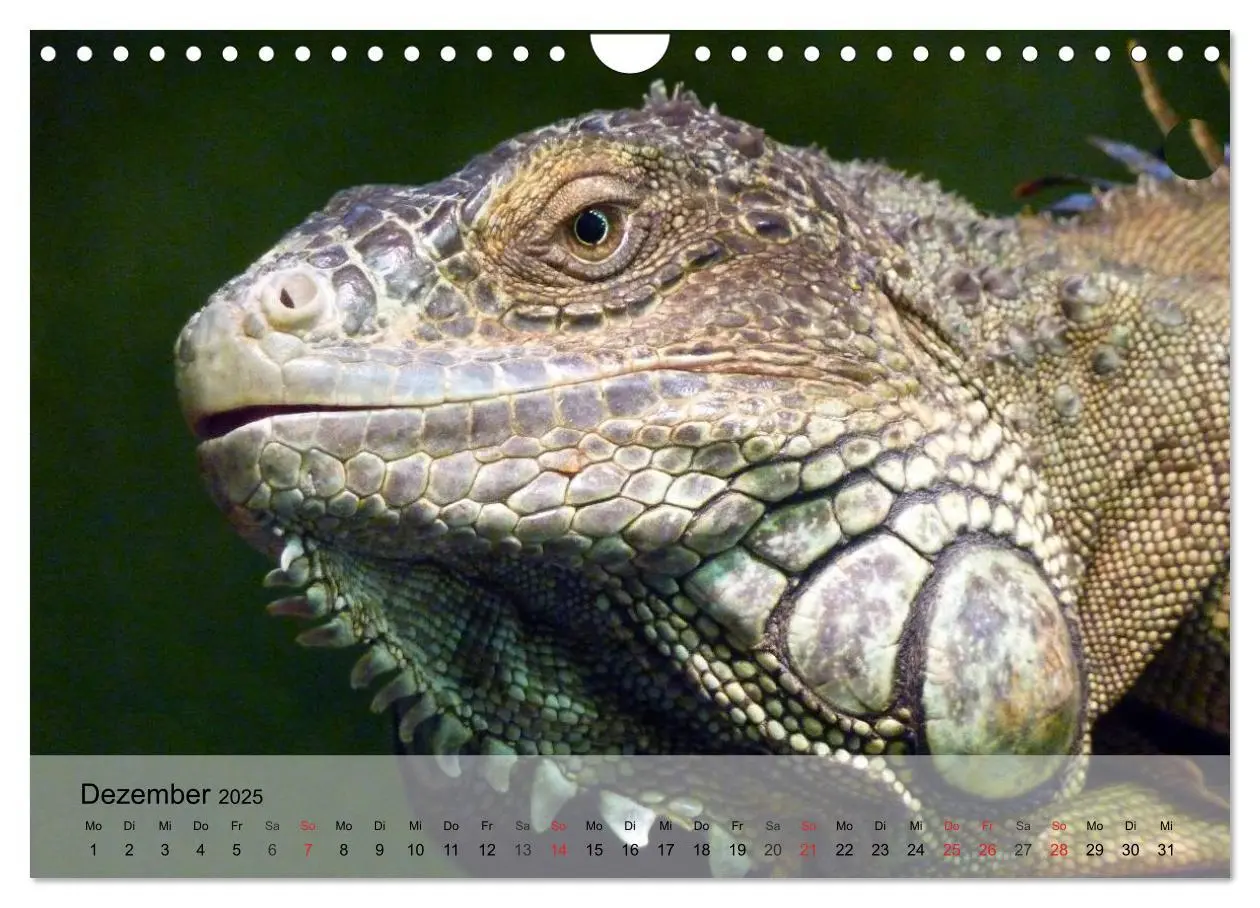 Bild: 9783435625727 | Reptilien Schlangen, Echsen und Co. (Wandkalender 2025 DIN A4...