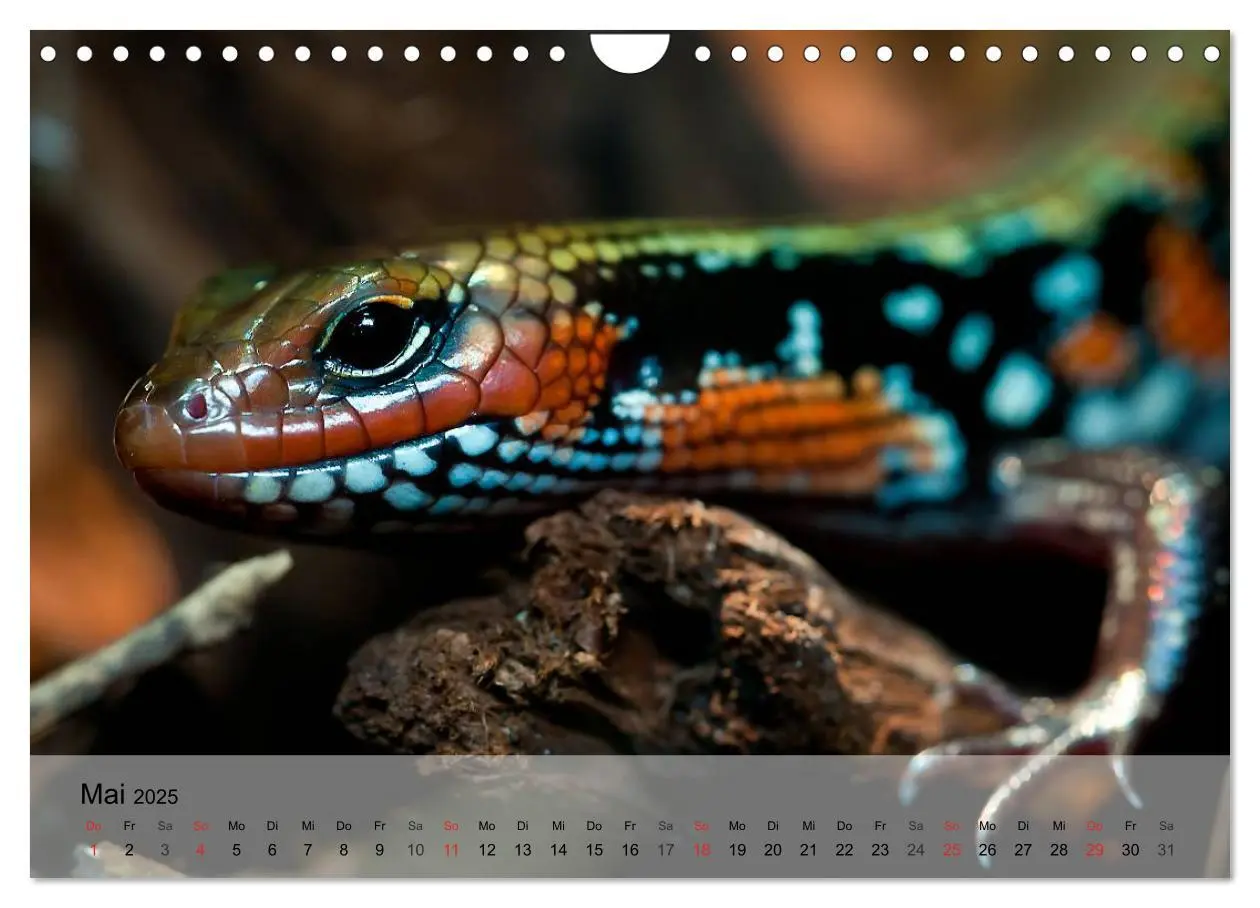 Bild: 9783435625727 | Reptilien Schlangen, Echsen und Co. (Wandkalender 2025 DIN A4...