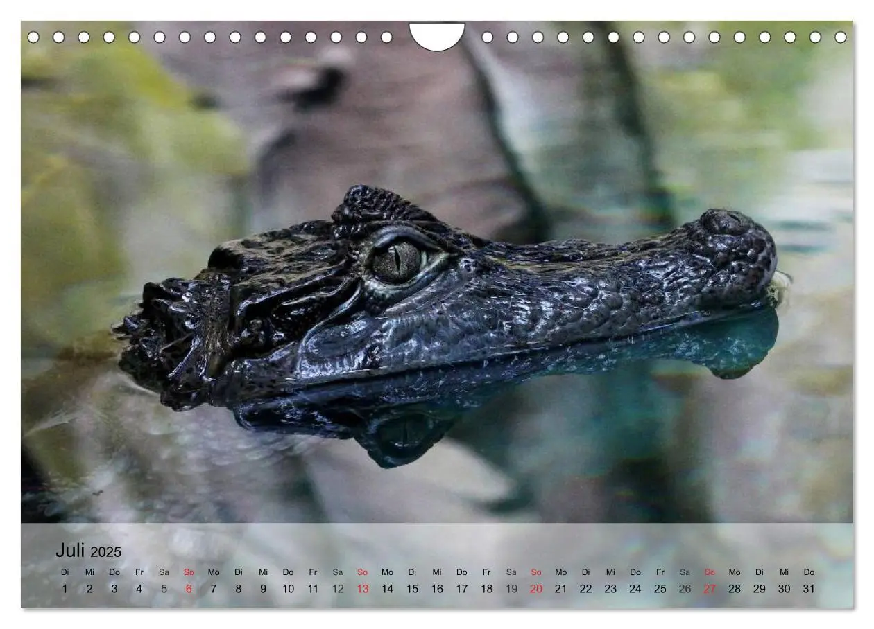 Bild: 9783435625727 | Reptilien Schlangen, Echsen und Co. (Wandkalender 2025 DIN A4...