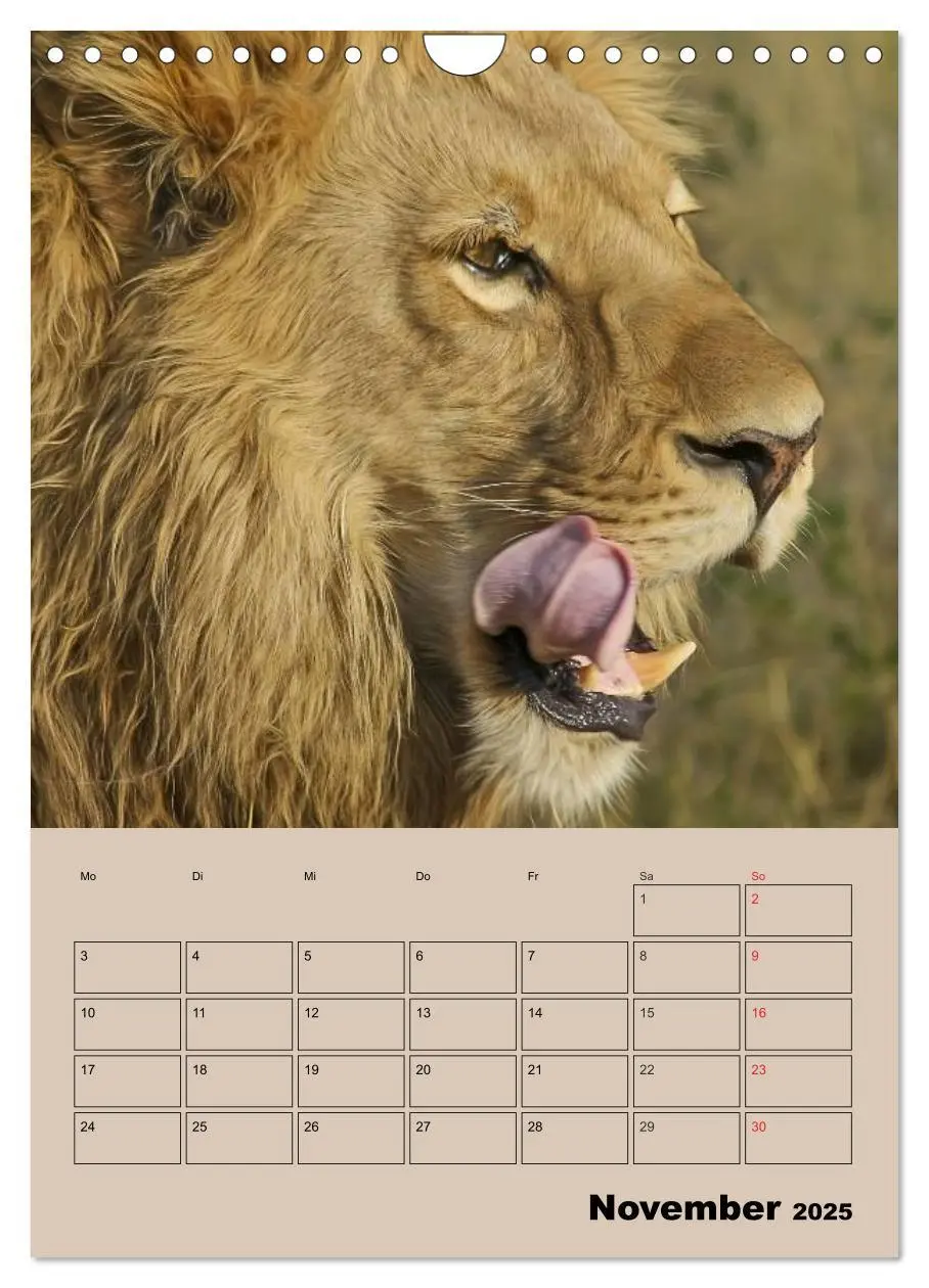 Bild: 9783457025727 | Großkatzen. Raubkatzengesichter (Wandkalender 2025 DIN A4 hoch),...