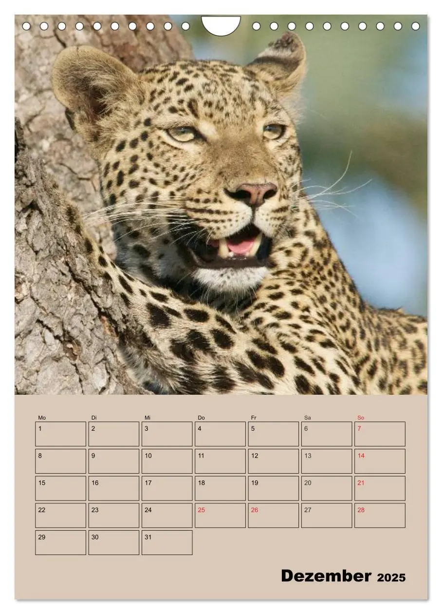 Bild: 9783457025727 | Großkatzen. Raubkatzengesichter (Wandkalender 2025 DIN A4 hoch),...