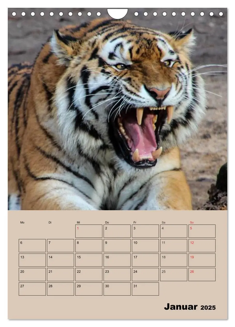 Bild: 9783457025727 | Großkatzen. Raubkatzengesichter (Wandkalender 2025 DIN A4 hoch),...
