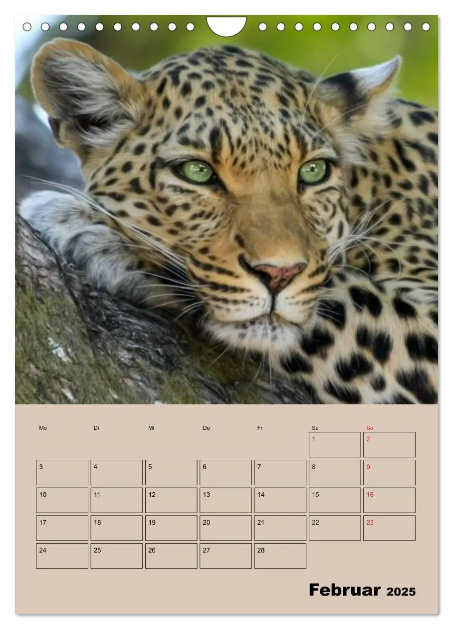 Bild: 9783457025727 | Großkatzen. Raubkatzengesichter (Wandkalender 2025 DIN A4 hoch),...