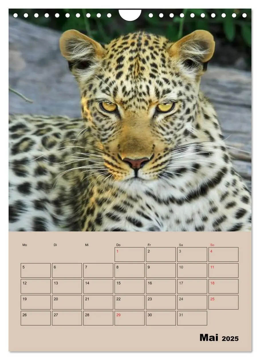 Bild: 9783457025727 | Großkatzen. Raubkatzengesichter (Wandkalender 2025 DIN A4 hoch),...