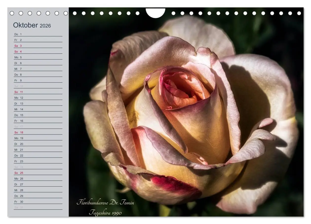 Bild: 9783516035827 | Kurfürstliche Rosen Eltville am Rhein (Wandkalender 2026 DIN A4...