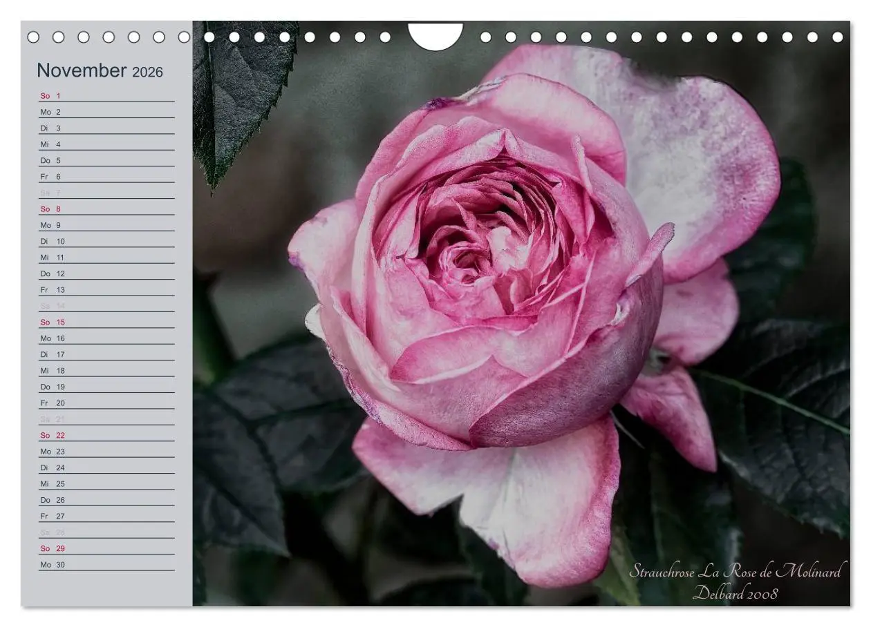 Bild: 9783516035827 | Kurfürstliche Rosen Eltville am Rhein (Wandkalender 2026 DIN A4...