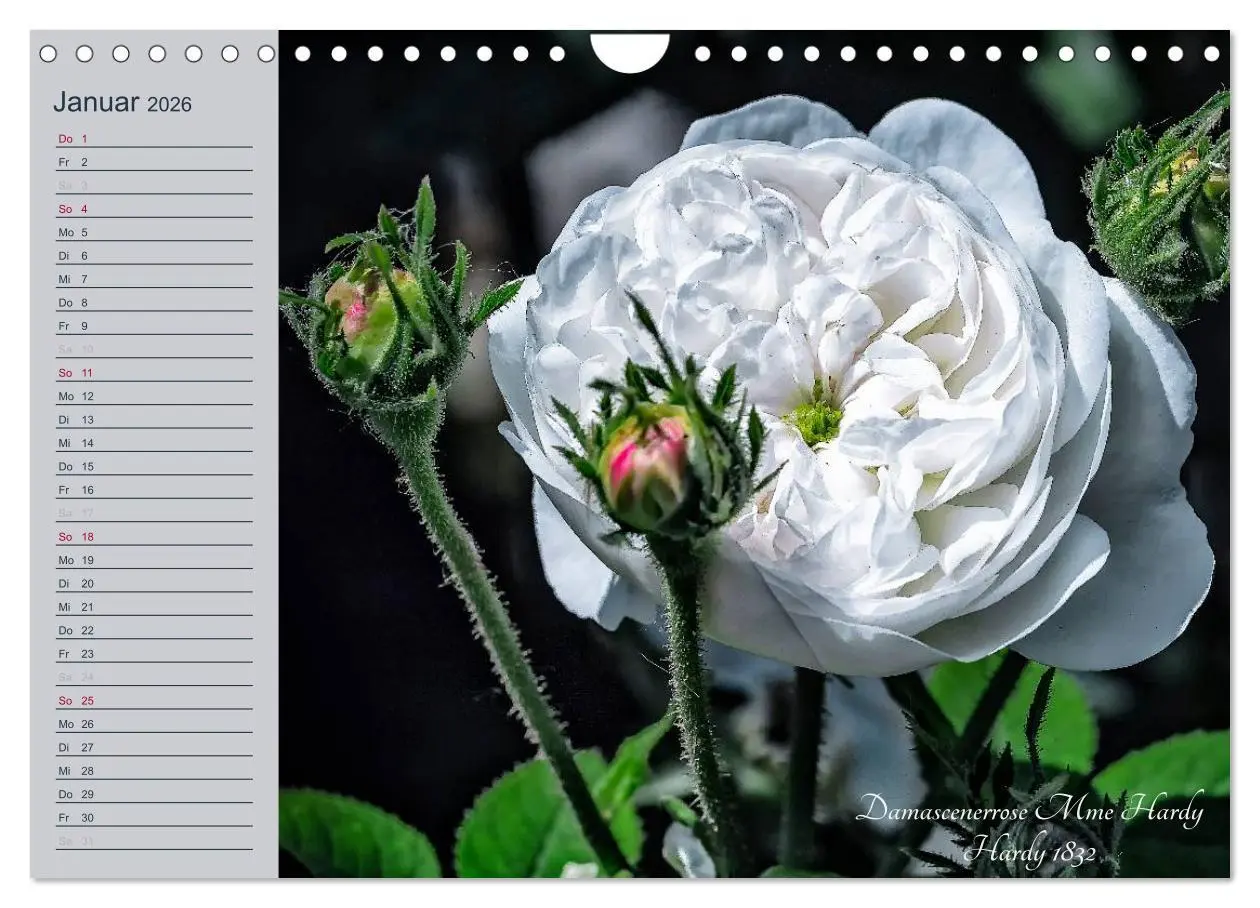 Bild: 9783516035827 | Kurfürstliche Rosen Eltville am Rhein (Wandkalender 2026 DIN A4...