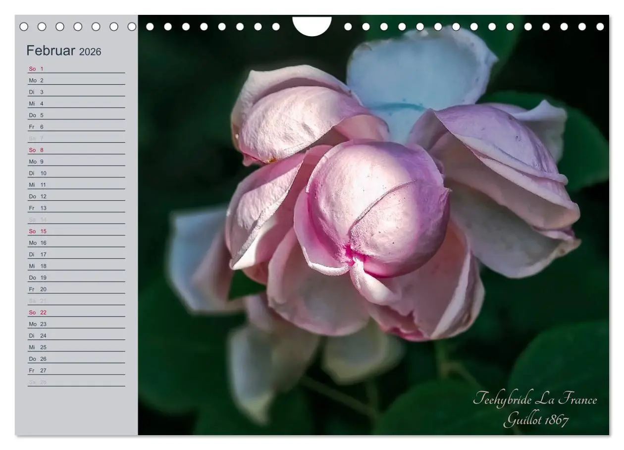 Bild: 9783516035827 | Kurfürstliche Rosen Eltville am Rhein (Wandkalender 2026 DIN A4...