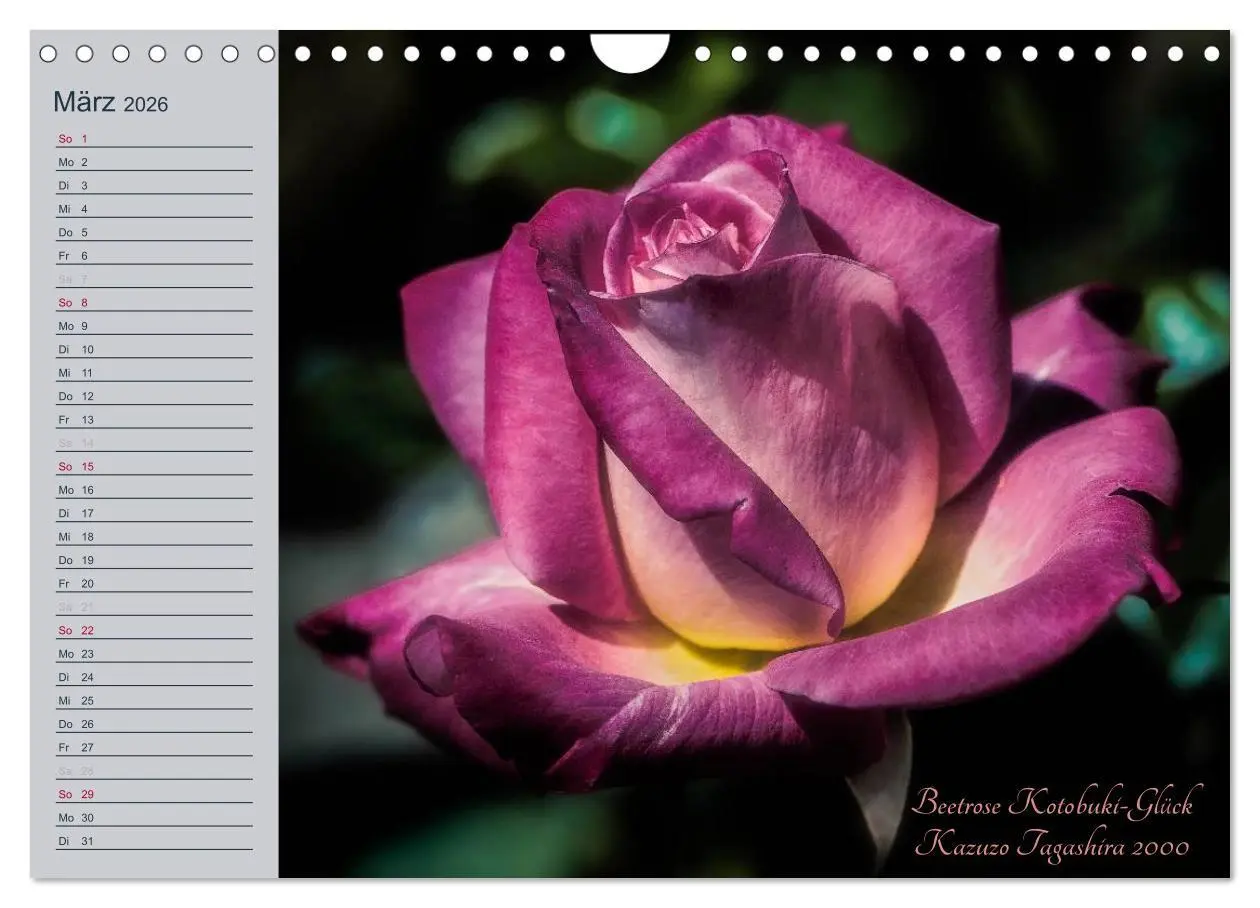 Bild: 9783516035827 | Kurfürstliche Rosen Eltville am Rhein (Wandkalender 2026 DIN A4...