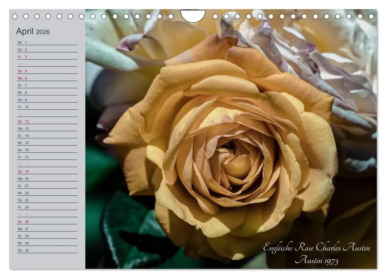 Bild: 9783516035827 | Kurfürstliche Rosen Eltville am Rhein (Wandkalender 2026 DIN A4...