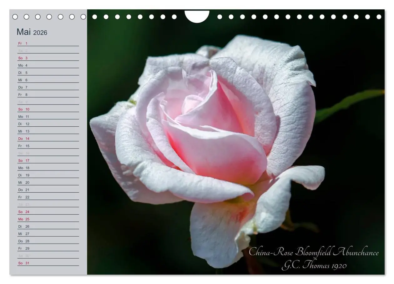 Bild: 9783516035827 | Kurfürstliche Rosen Eltville am Rhein (Wandkalender 2026 DIN A4...