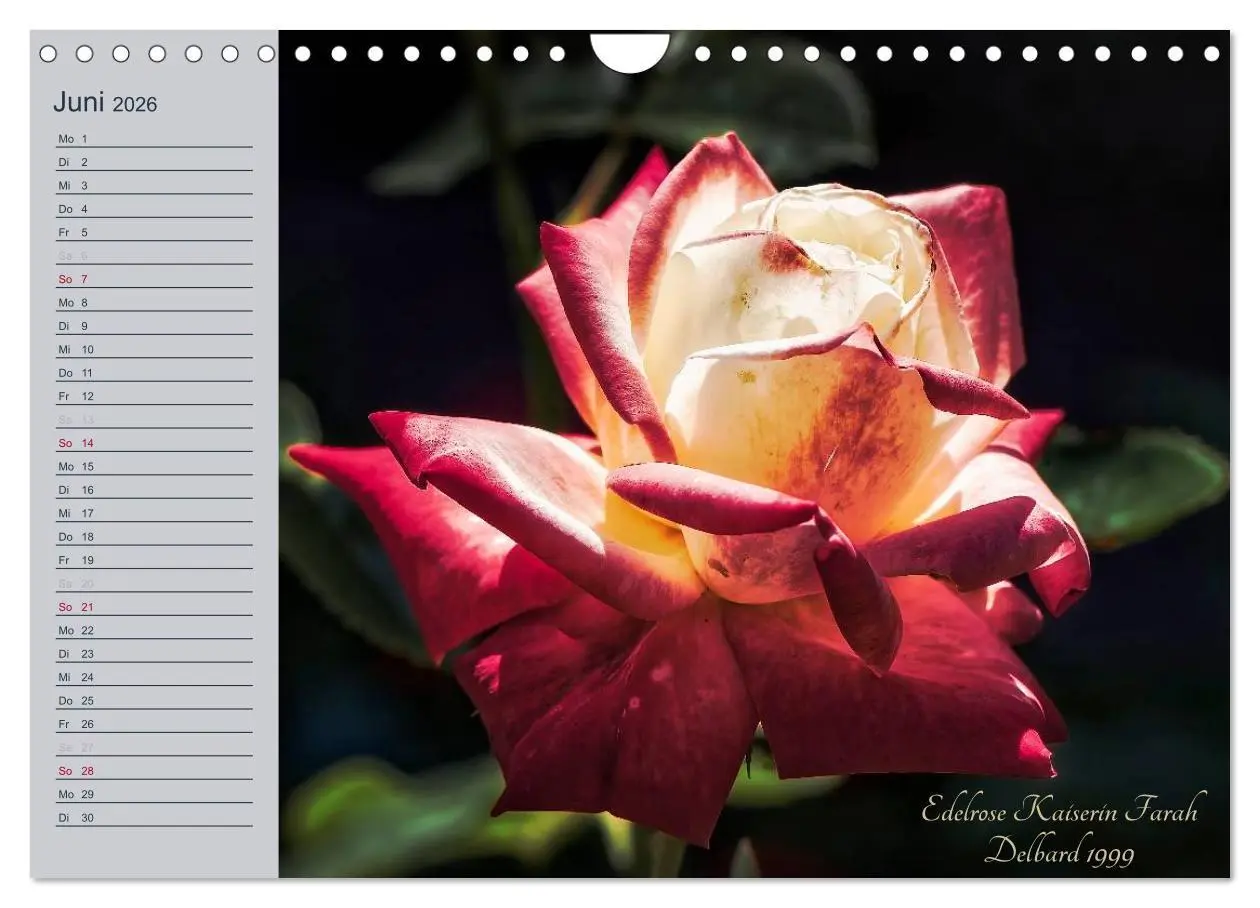 Bild: 9783516035827 | Kurfürstliche Rosen Eltville am Rhein (Wandkalender 2026 DIN A4...