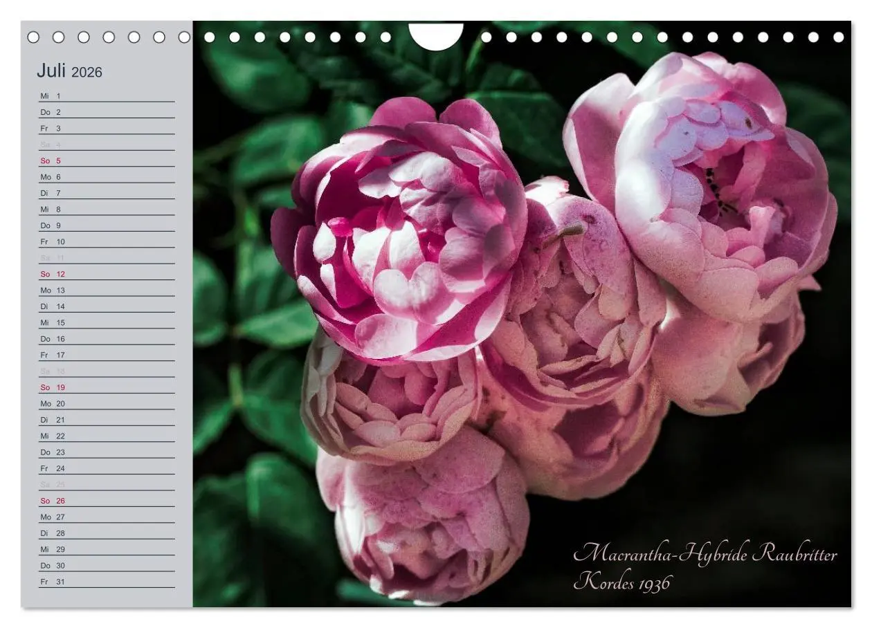 Bild: 9783516035827 | Kurfürstliche Rosen Eltville am Rhein (Wandkalender 2026 DIN A4...