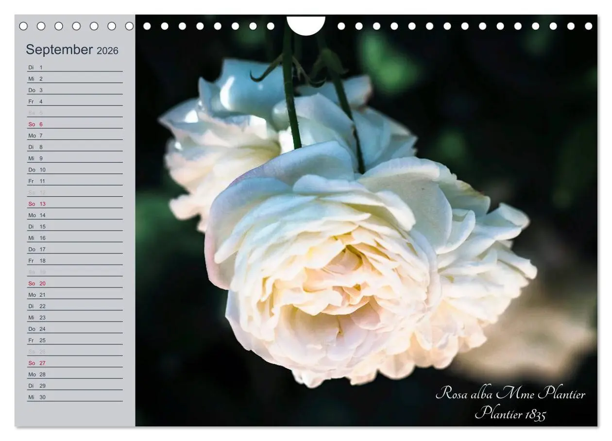 Bild: 9783516035827 | Kurfürstliche Rosen Eltville am Rhein (Wandkalender 2026 DIN A4...