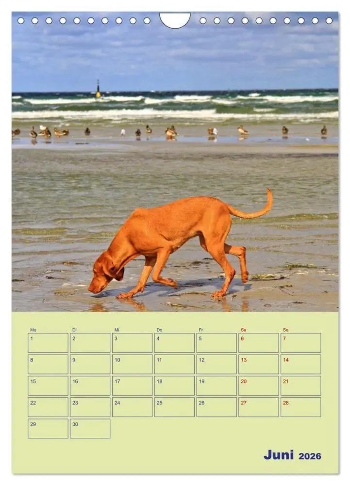 Bild: 9783516345827 | Sehnsuchtsort Ostseebad Boltenhagen (Wandkalender 2026 DIN A4...