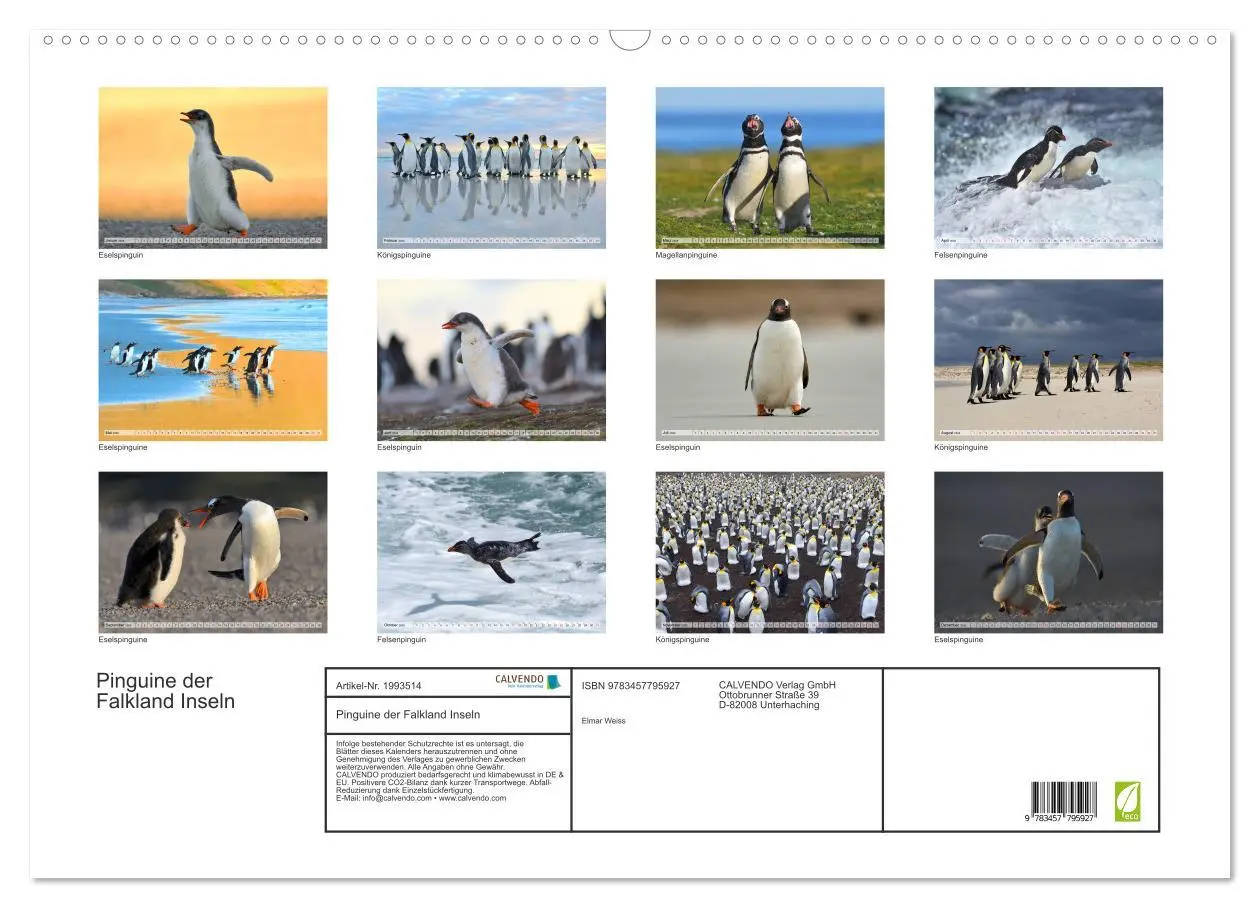 Bild: 9783457795927 | Pinguine der Falkland Inseln (Wandkalender 2026 DIN A2 quer),...