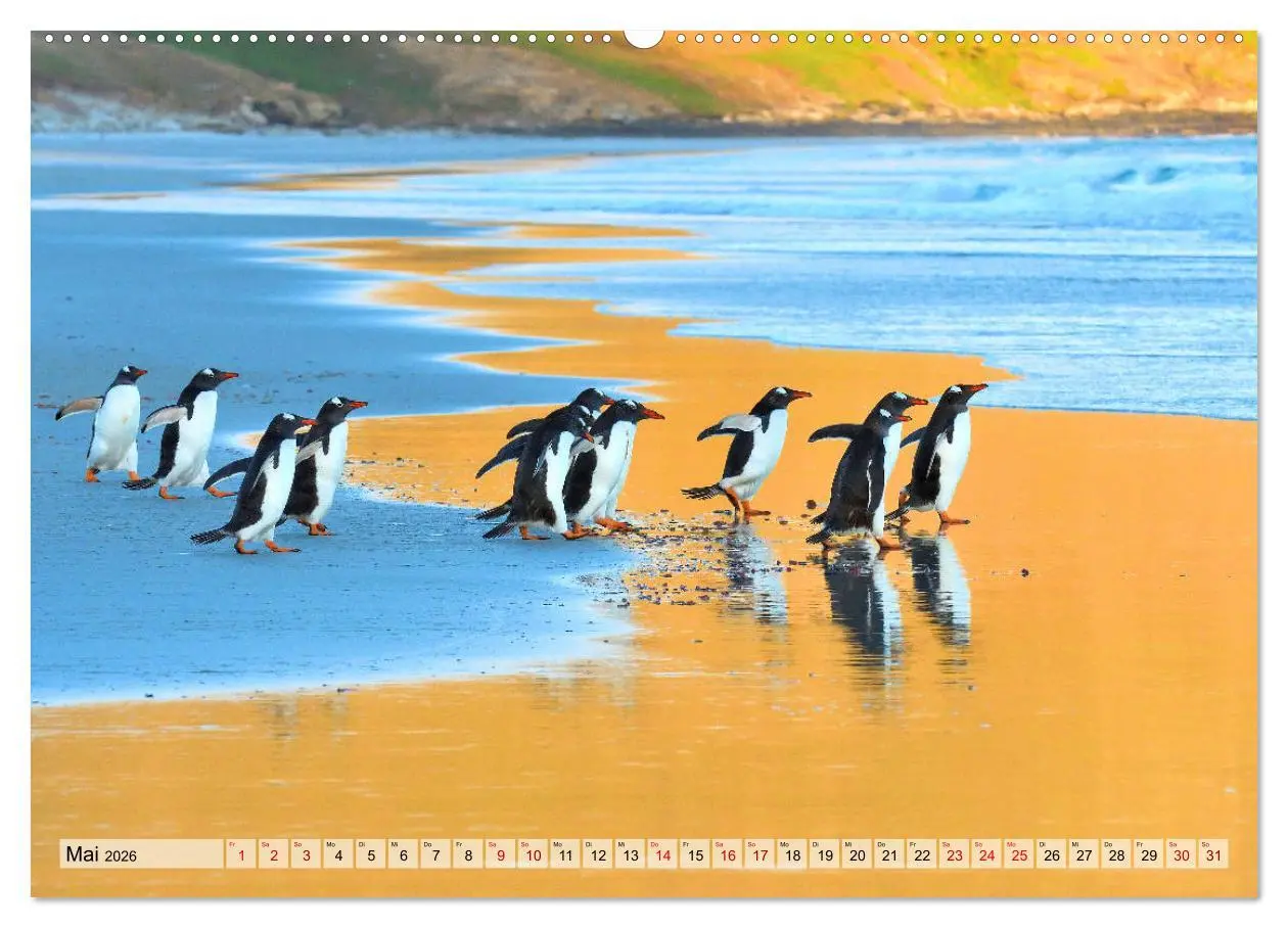 Bild: 9783457795927 | Pinguine der Falkland Inseln (Wandkalender 2026 DIN A2 quer),...