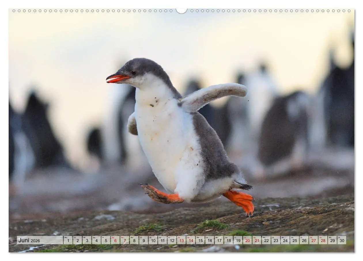 Bild: 9783457795927 | Pinguine der Falkland Inseln (Wandkalender 2026 DIN A2 quer),...