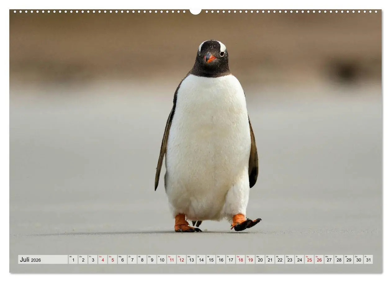 Bild: 9783457795927 | Pinguine der Falkland Inseln (Wandkalender 2026 DIN A2 quer),...