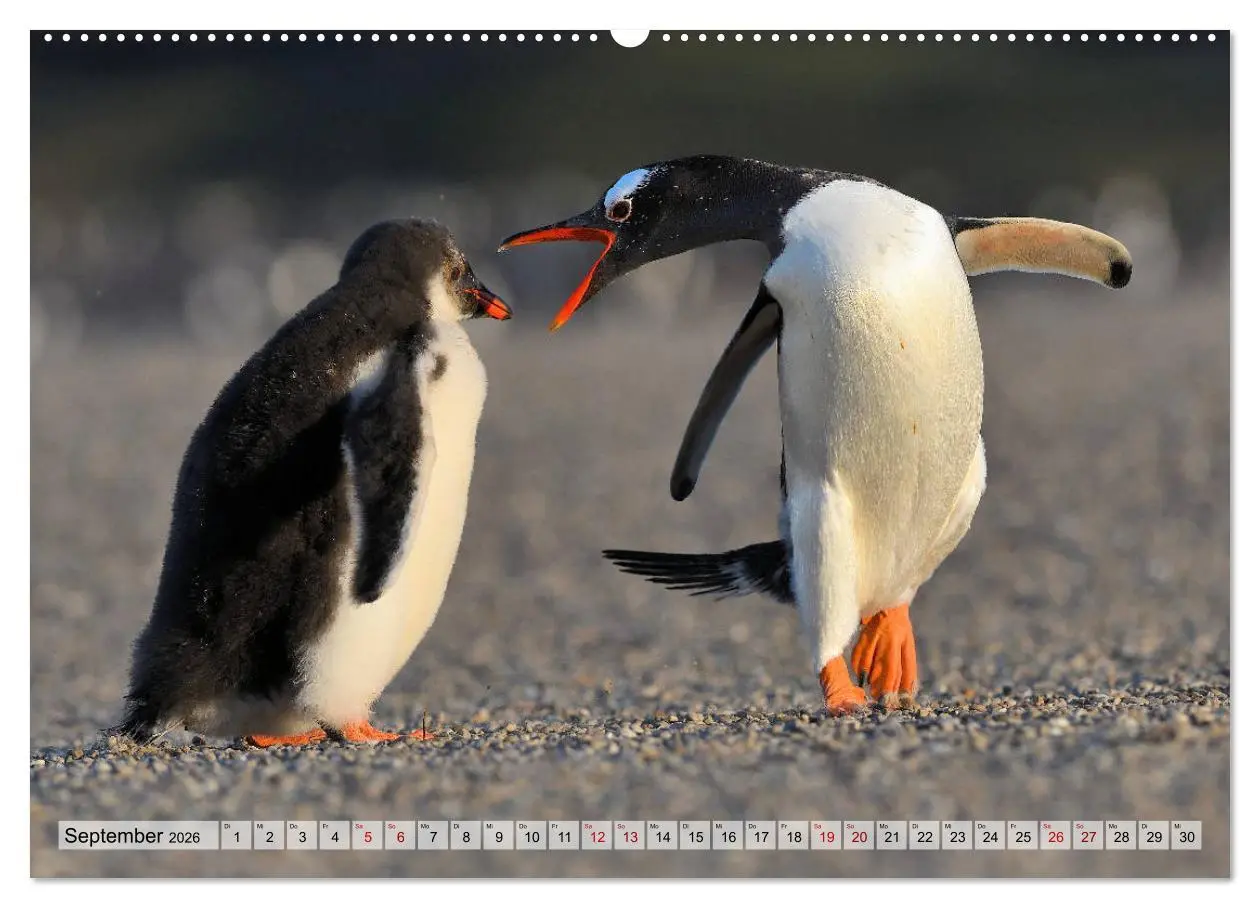 Bild: 9783457795927 | Pinguine der Falkland Inseln (Wandkalender 2026 DIN A2 quer),...