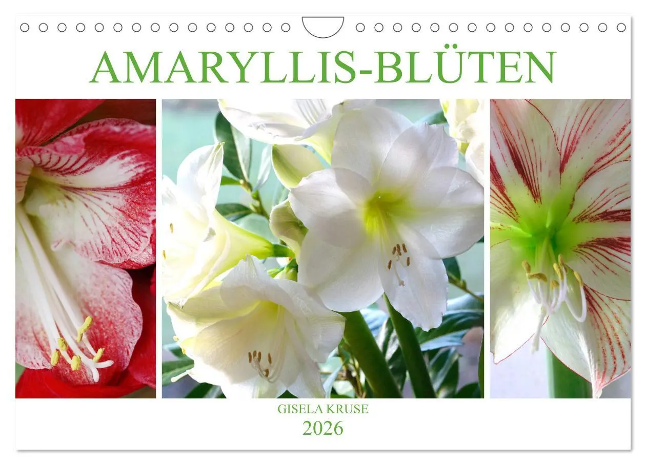 Cover: 9783457865927 | Amaryllis-Blüten (Wandkalender 2026 DIN A4 quer), CALVENDO...