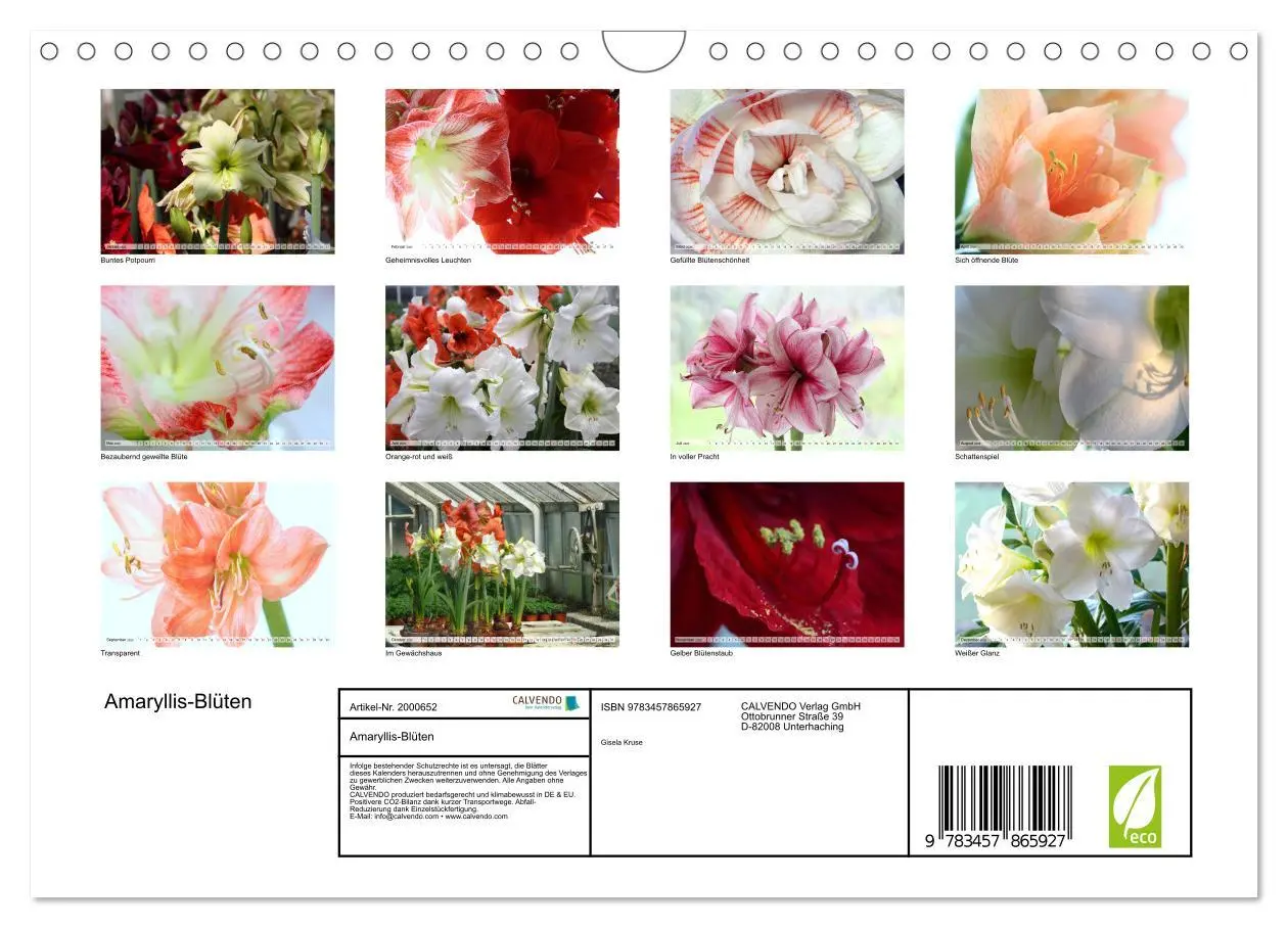 Bild: 9783457865927 | Amaryllis-Blüten (Wandkalender 2026 DIN A4 quer), CALVENDO...