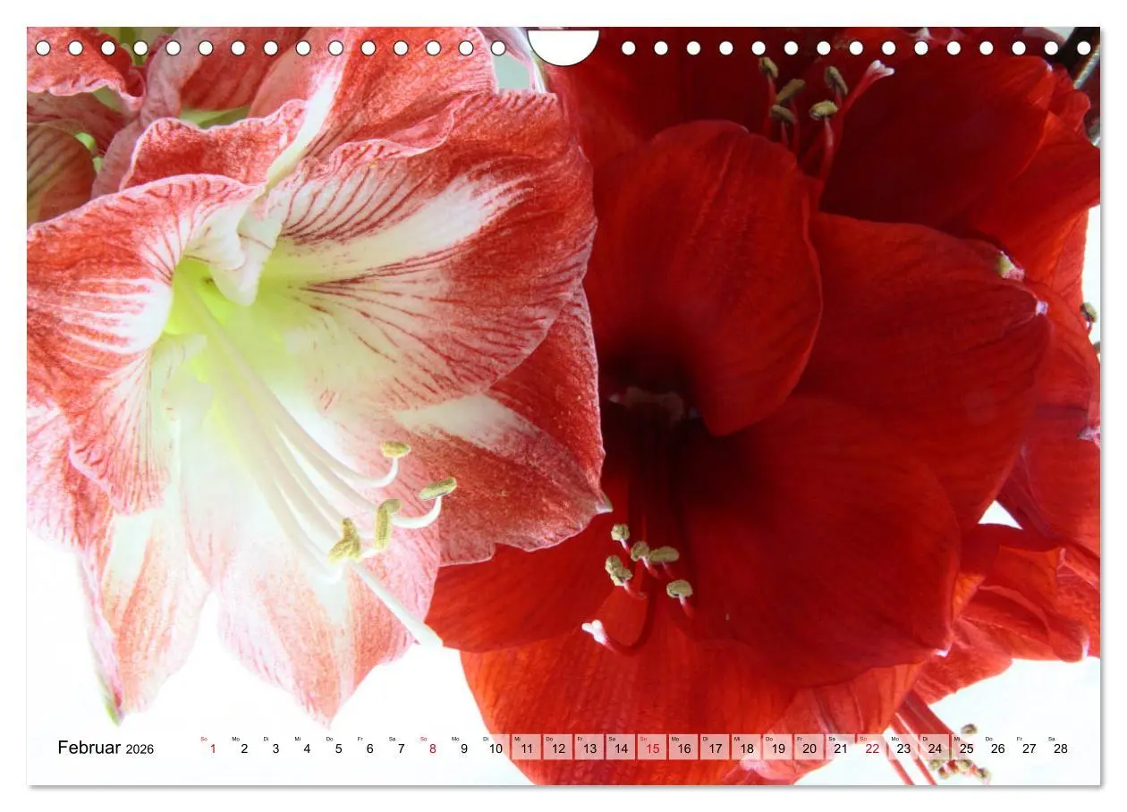 Bild: 9783457865927 | Amaryllis-Blüten (Wandkalender 2026 DIN A4 quer), CALVENDO...