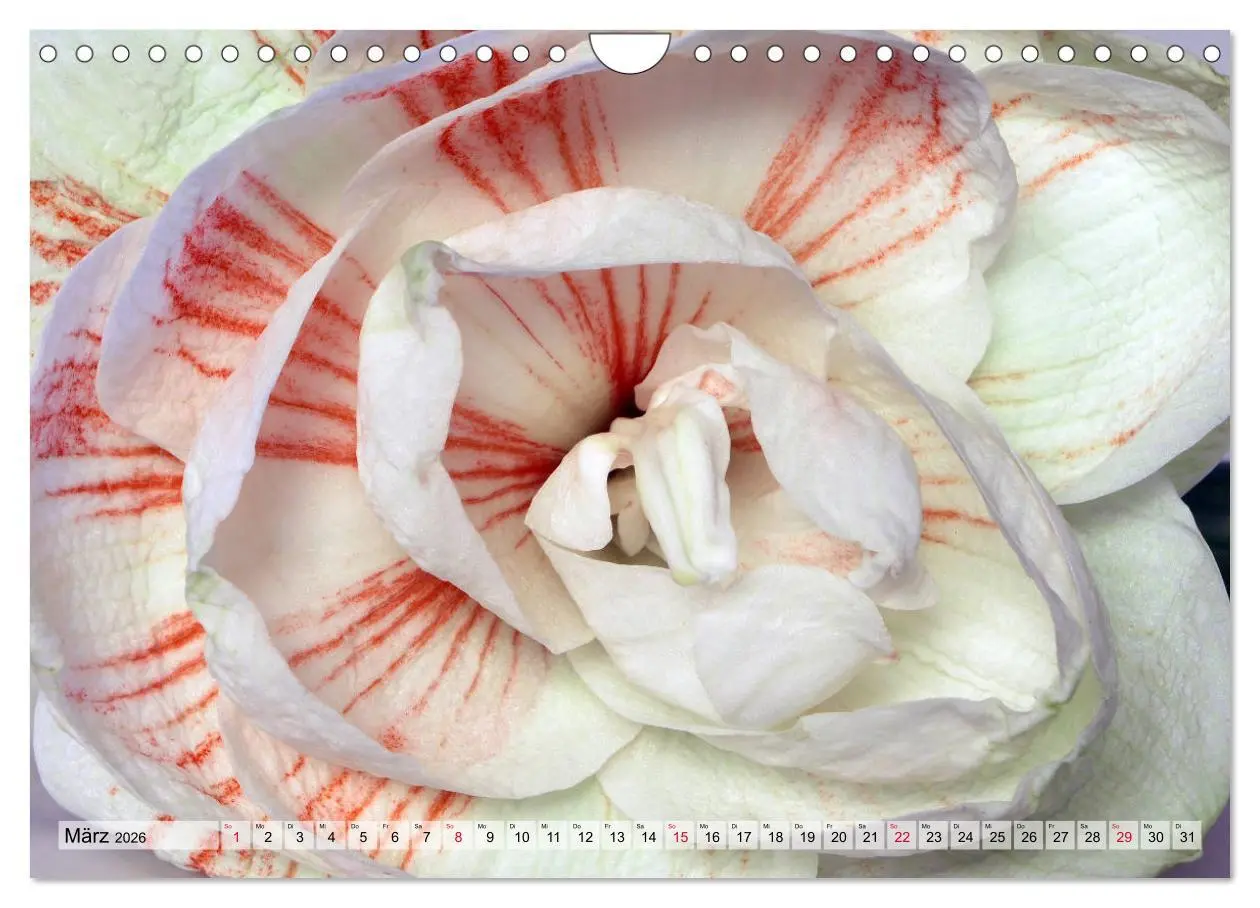 Bild: 9783457865927 | Amaryllis-Blüten (Wandkalender 2026 DIN A4 quer), CALVENDO...