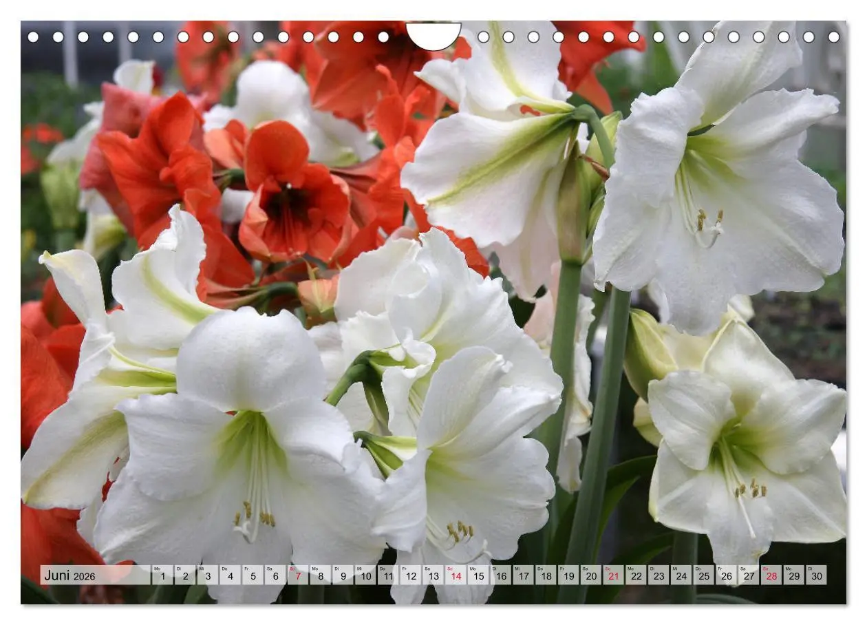 Bild: 9783457865927 | Amaryllis-Blüten (Wandkalender 2026 DIN A4 quer), CALVENDO...
