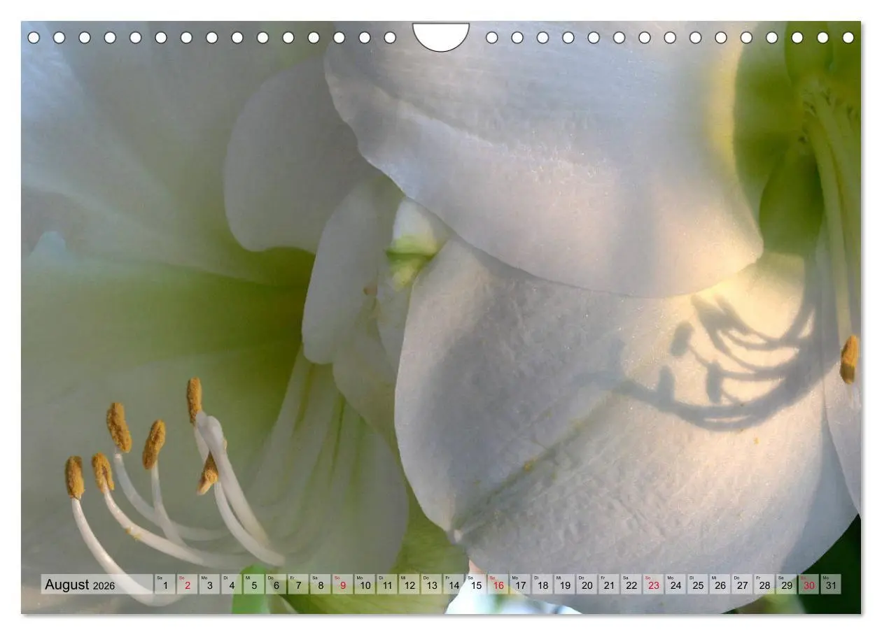 Bild: 9783457865927 | Amaryllis-Blüten (Wandkalender 2026 DIN A4 quer), CALVENDO...