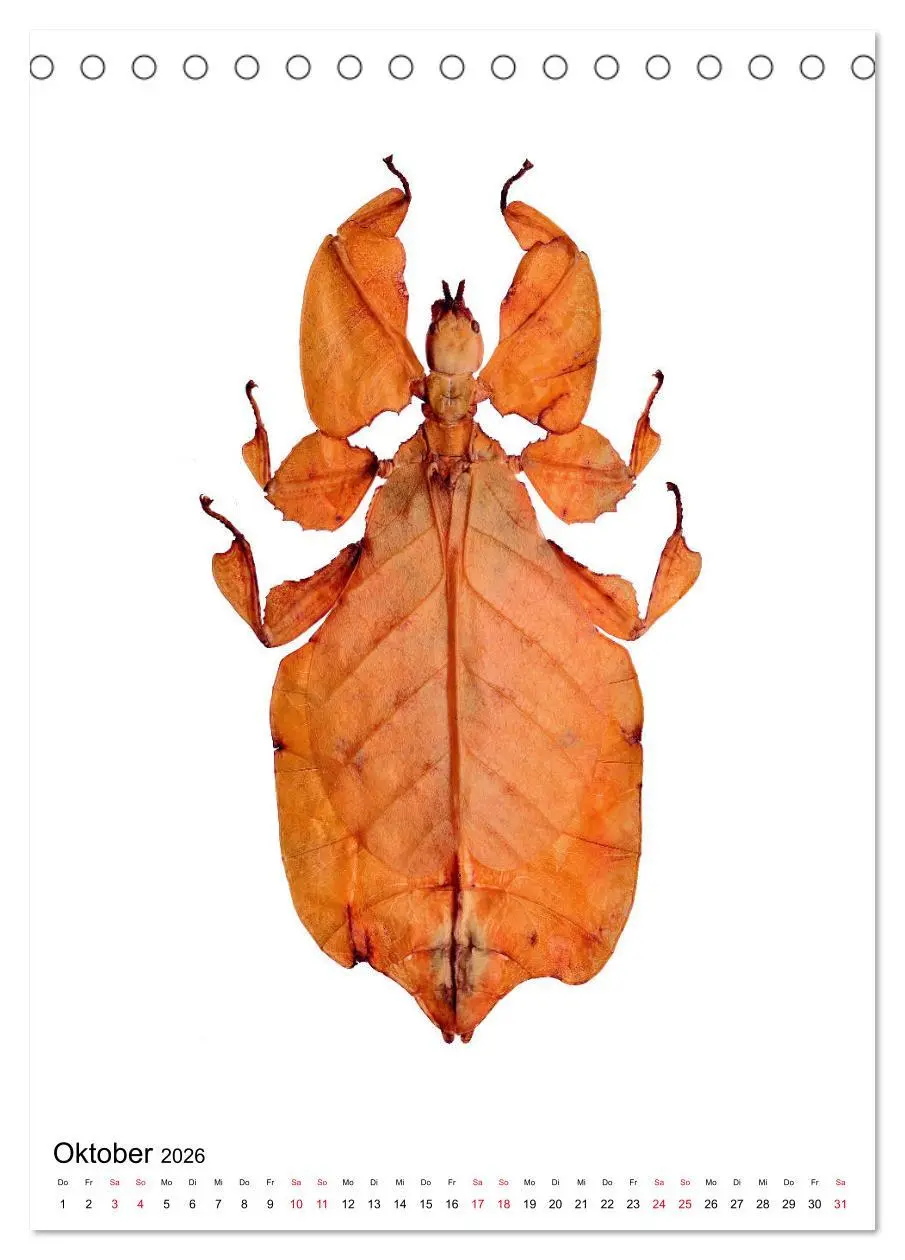 Bild: 9783516405927 | Die schönsten Insekten (Tischkalender 2026 DIN A5 hoch), CALVENDO...