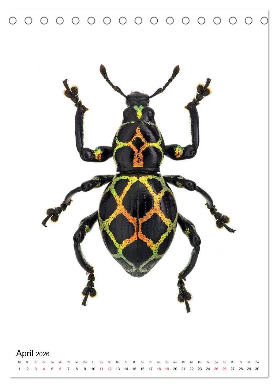 Bild: 9783516405927 | Die schönsten Insekten (Tischkalender 2026 DIN A5 hoch), CALVENDO...